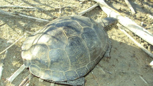 Болотная черепаха. Фото П. Амосова