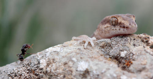 Пискливый геккончик. Фото С. Шинкаренко